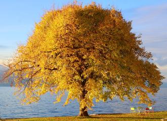tree-7619791_1280 (1) (1).jpg